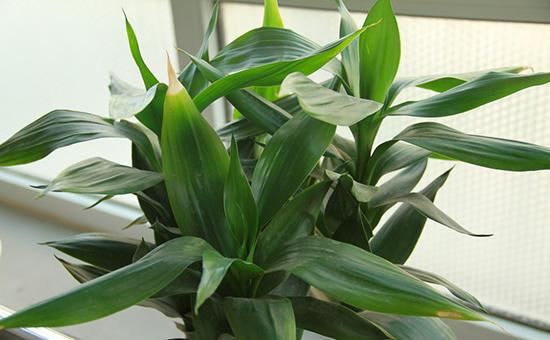 富贵竹叶片泛黄还能恢复吗,富贵竹叶片黄了怎么办