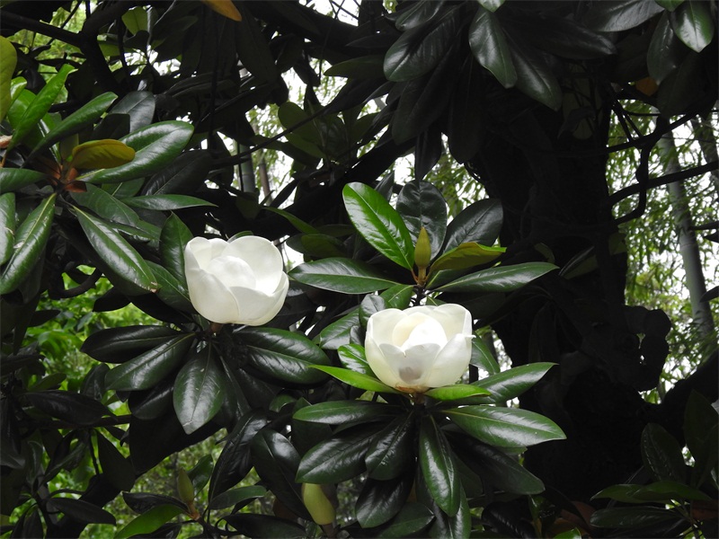精灵之约植物园,精灵之约什么时候出