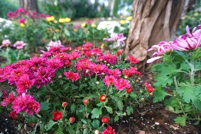 大连重阳节旅游攻略,大连九月秋游攻略