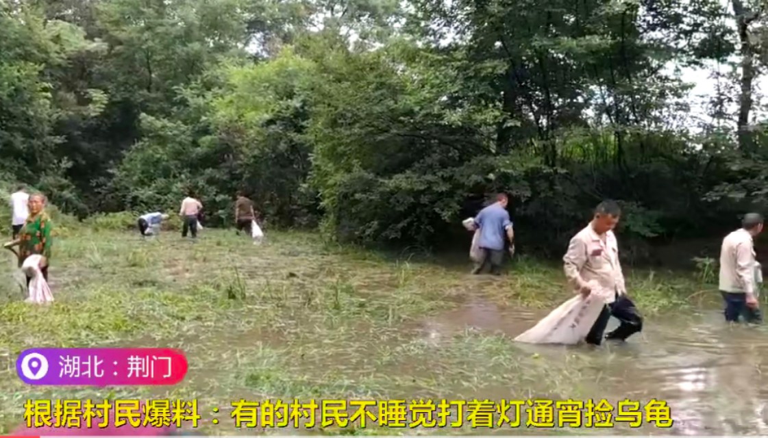 洪水侵袭,湖北荆门稻田里乌龟密密麻麻,当地老乡:发财了