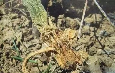 烧苗烂根,烧苗了土壤还能用吗