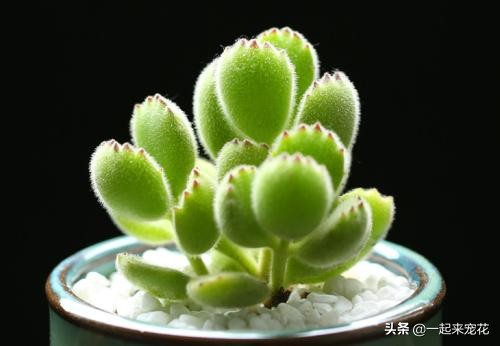 熊童子浇了水叶子干瘪怎么办,熊童子叶片干瘪变软怎么回事