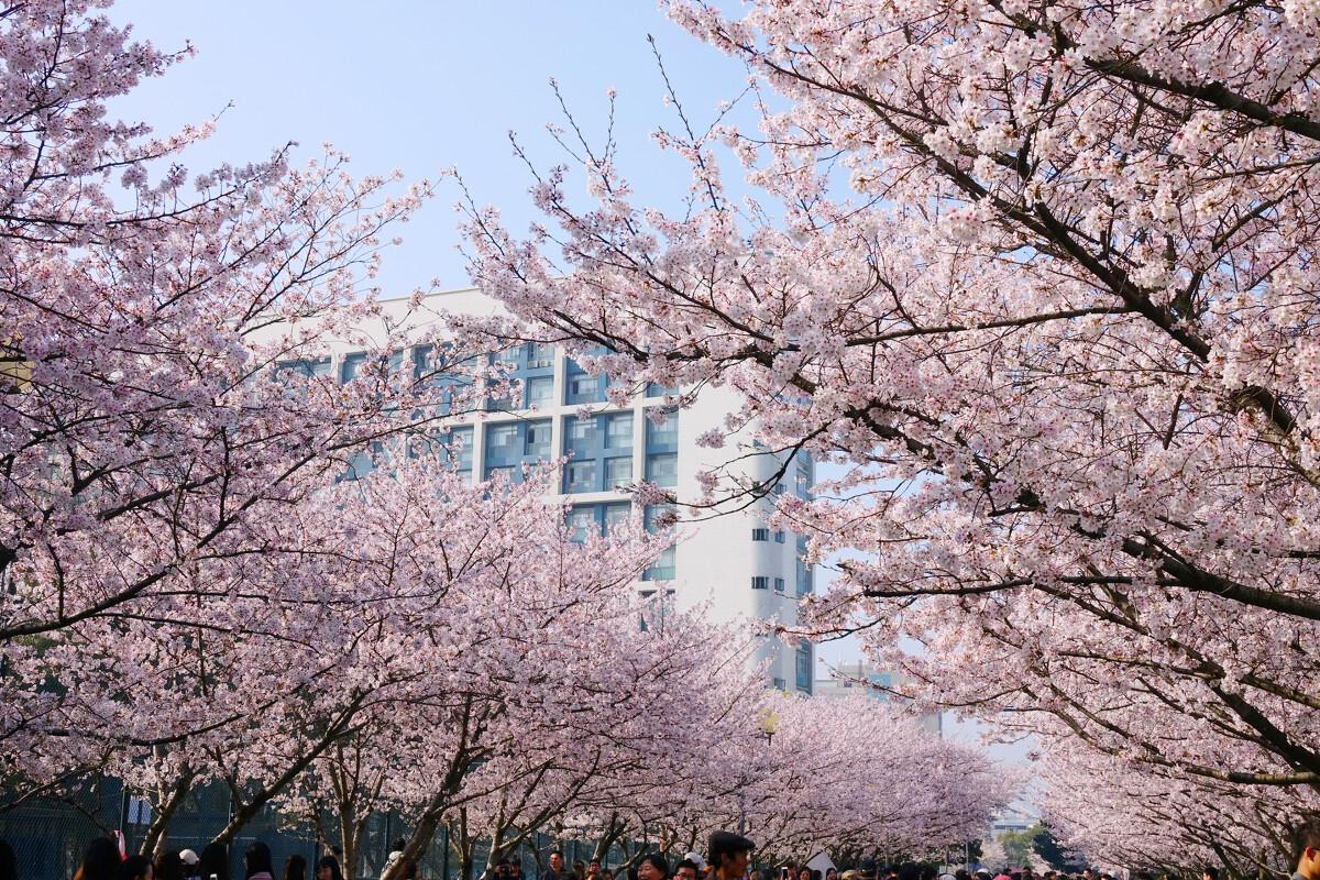 上海顾村公园樱花时间,2022上海顾村公园樱花开了吗