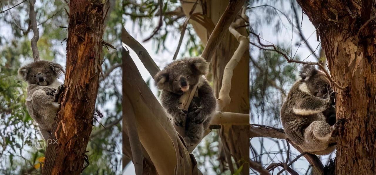 澳大利亚值得孩子去的旅游,春节去澳大利亚旅游