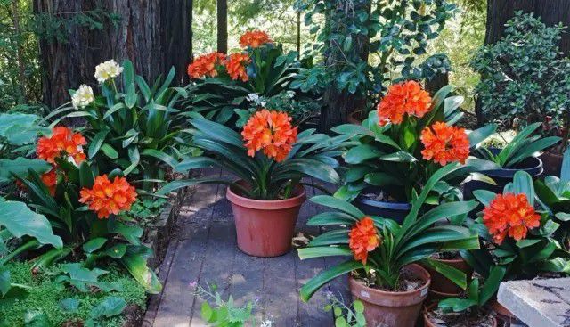 君子兰叶子有亮泽,君子兰最好的盆栽方法