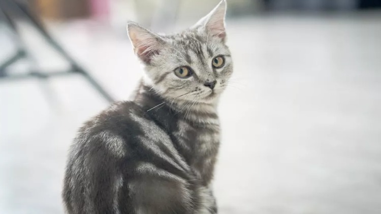 如何从猫咪的叫声中听懂信息,解读猫咪的各种叫声