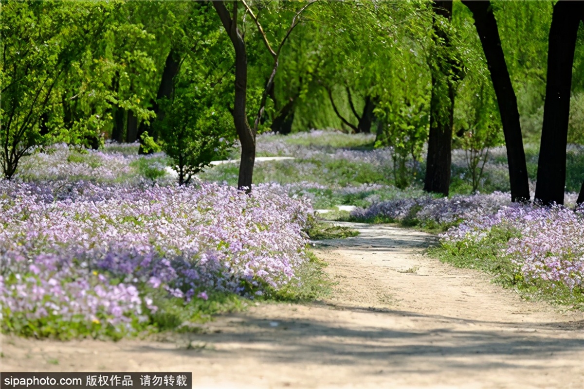 紫色花海哪里最好玩,紫色的花海景点