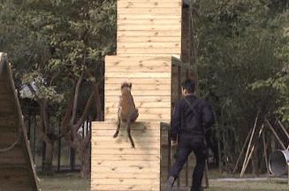 警惕性最高的十种狗,狗服从性训练有哪些