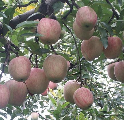苹果树掉枝怎么处理,苹果树掉锯末是怎么回事