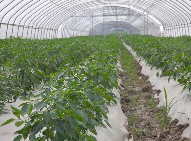 三农辣椒种植四忌要牢记,辣椒用药防治病害时间表