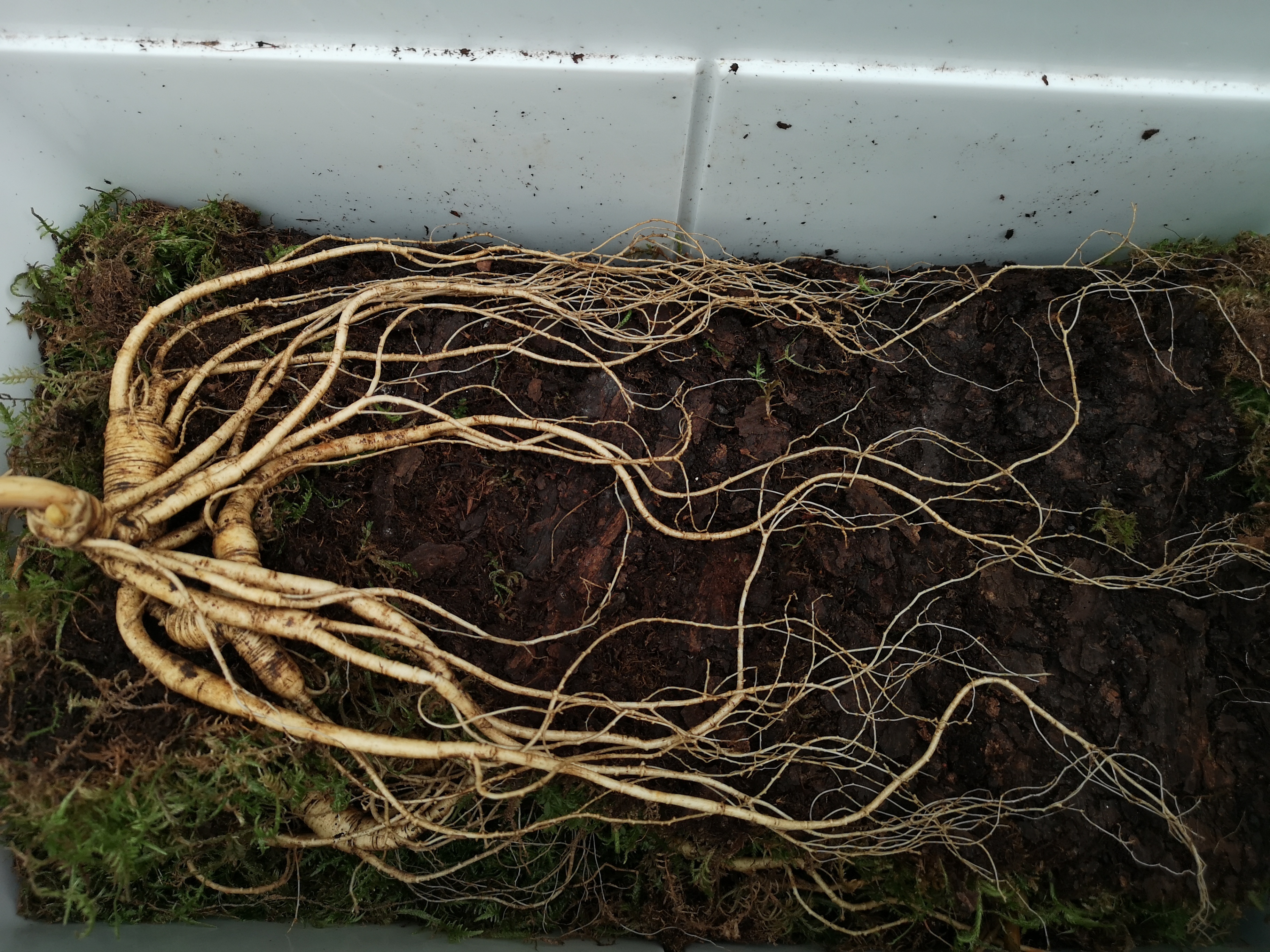 人参怎么吃好吃,人参要怎么吃才是最好的