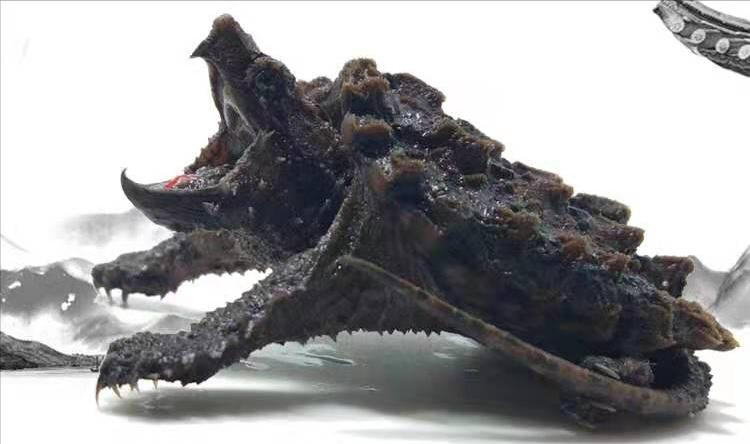 育龟龟粮系列怎么选,头盔龟和巨头龟怎么选