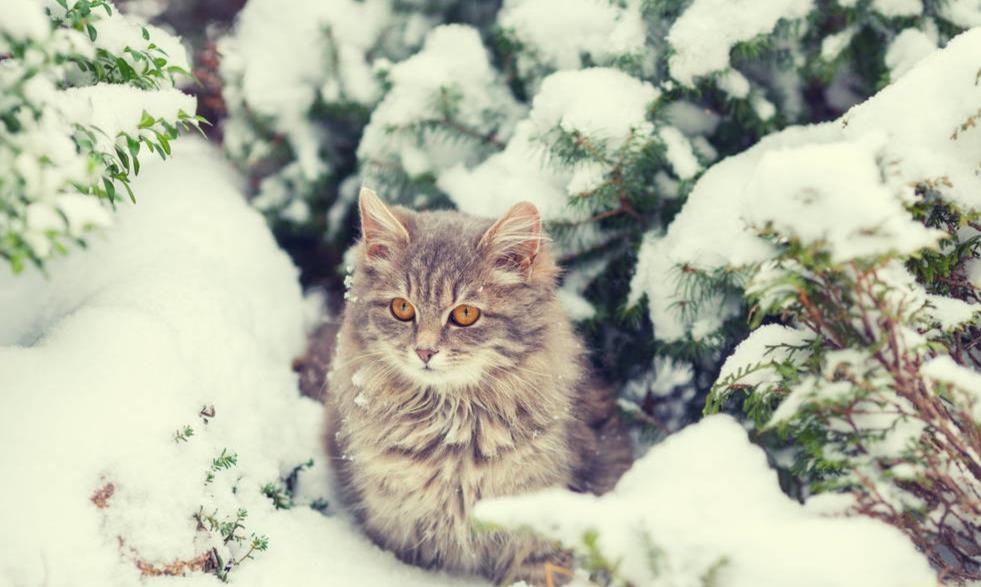 喵界的“荒野猎人”,被人误会多年,其实它才是俄罗斯的国猫