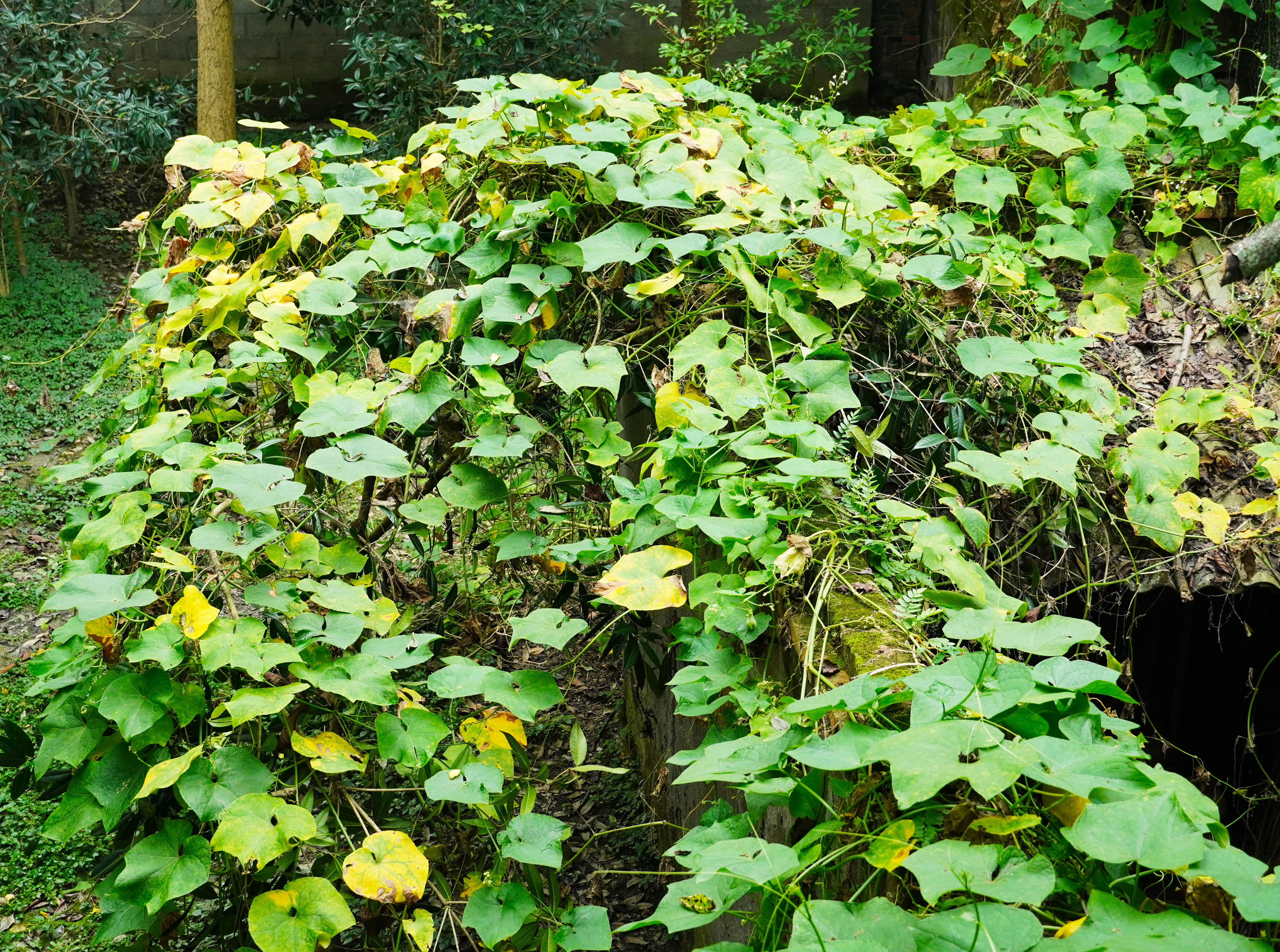 乡里南瓜子土特产,农家土特产南瓜子