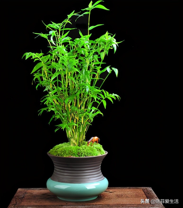 招财转运富贵竹怎么养时间长,家中养5种竹富贵不俗护家祥瑞