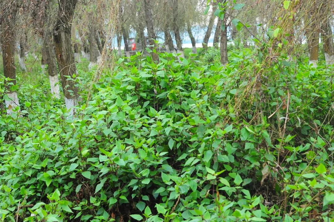 六种入侵植物有哪些,混得最惨的入侵植物你有吃过吗