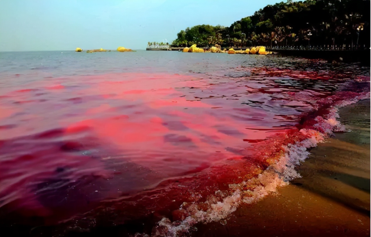 受赤潮影响的鱼可以吃吗,日本海水核污染鱼还能吃吗