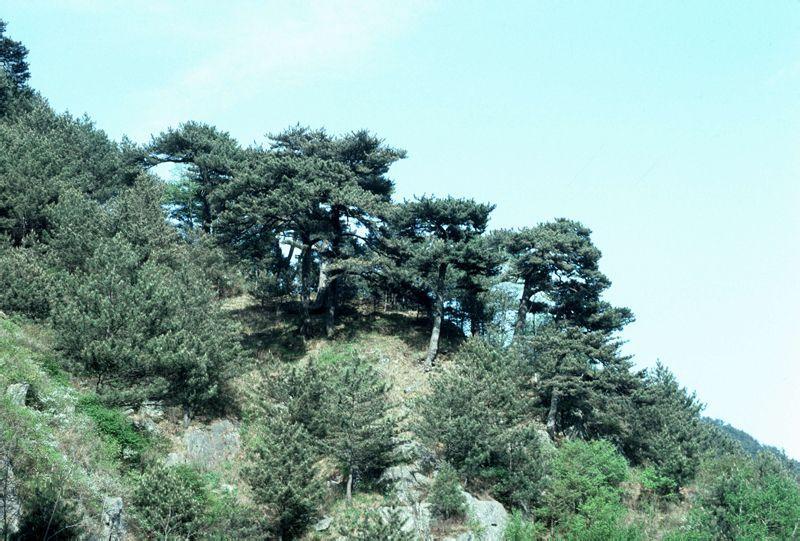 呼和浩特市油松图片,呼和浩特松树林图