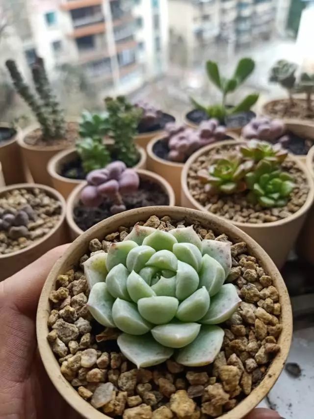 适合学生党养的多肉,适合大学宿舍长期养的多肉