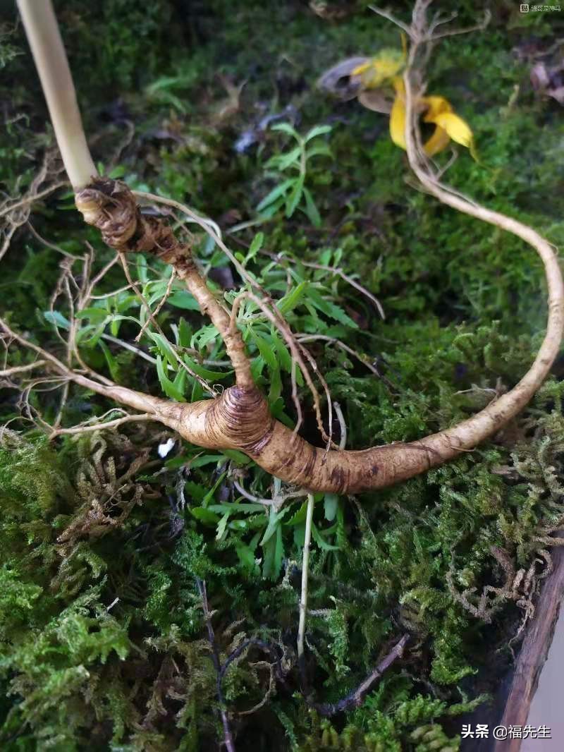 人参辨识,人参鉴赏