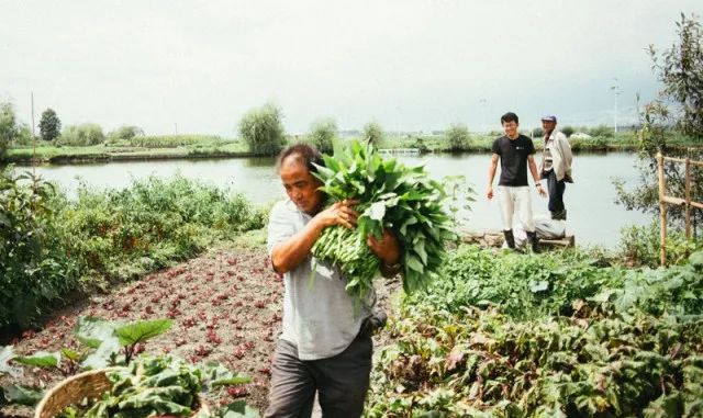 他在大理租下23个足球场大的地方，种菜、养牛、建农场日子过成诗
