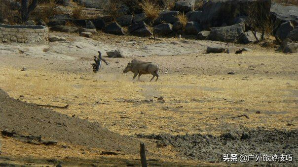 平头哥蜜獾目前存活数量,平头哥蜜獾能养吗