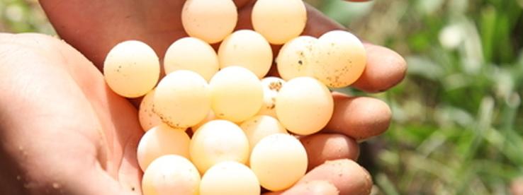 如何提高甲鱼饲料的吸收率,怎样提升甲鱼成活率