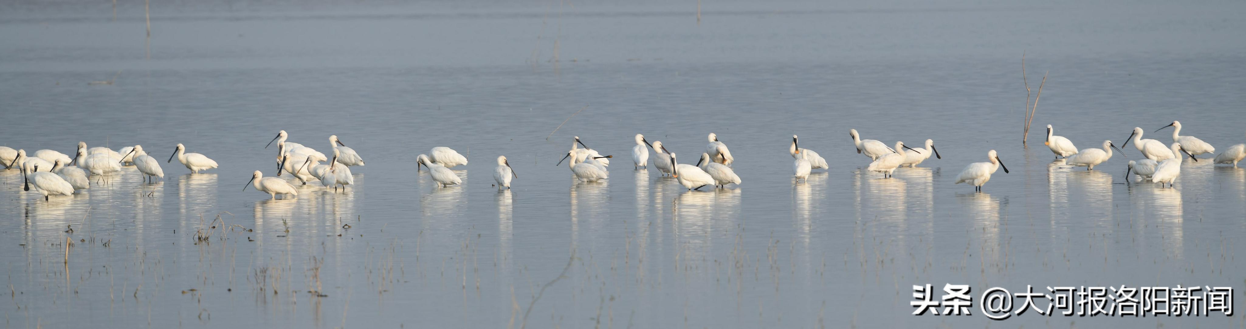 大量候鸟来洛阳越冬,候鸟迁徙壮观场面