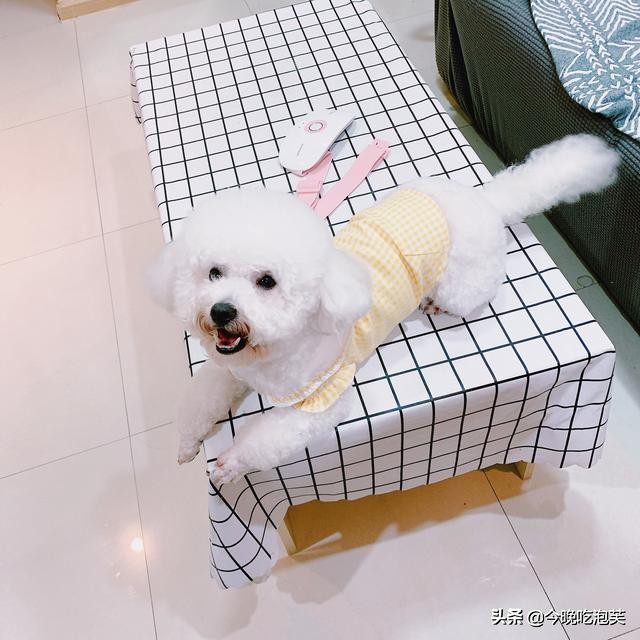 狗狗越来越瘦吃什么吐什么还没力,狗狗最近变得懒了怎么回事