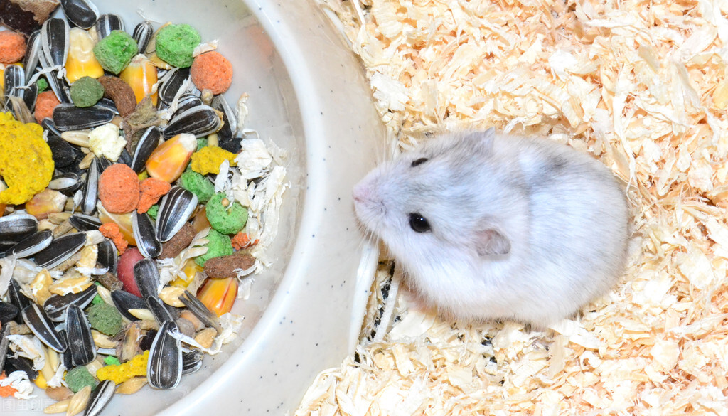 仓鼠到底喜欢吃什么食物,仓鼠不喜欢吃什么食物