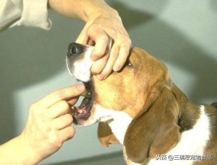 给猫喂药可以一次喂几种药,不用喂药器怎么给猫喂药