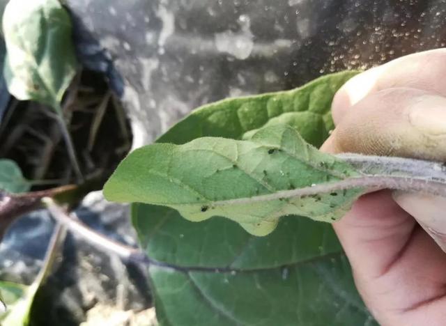 蔬菜虫害用什么农药防治效果好,如何看蔬菜是发生虫害还是病害