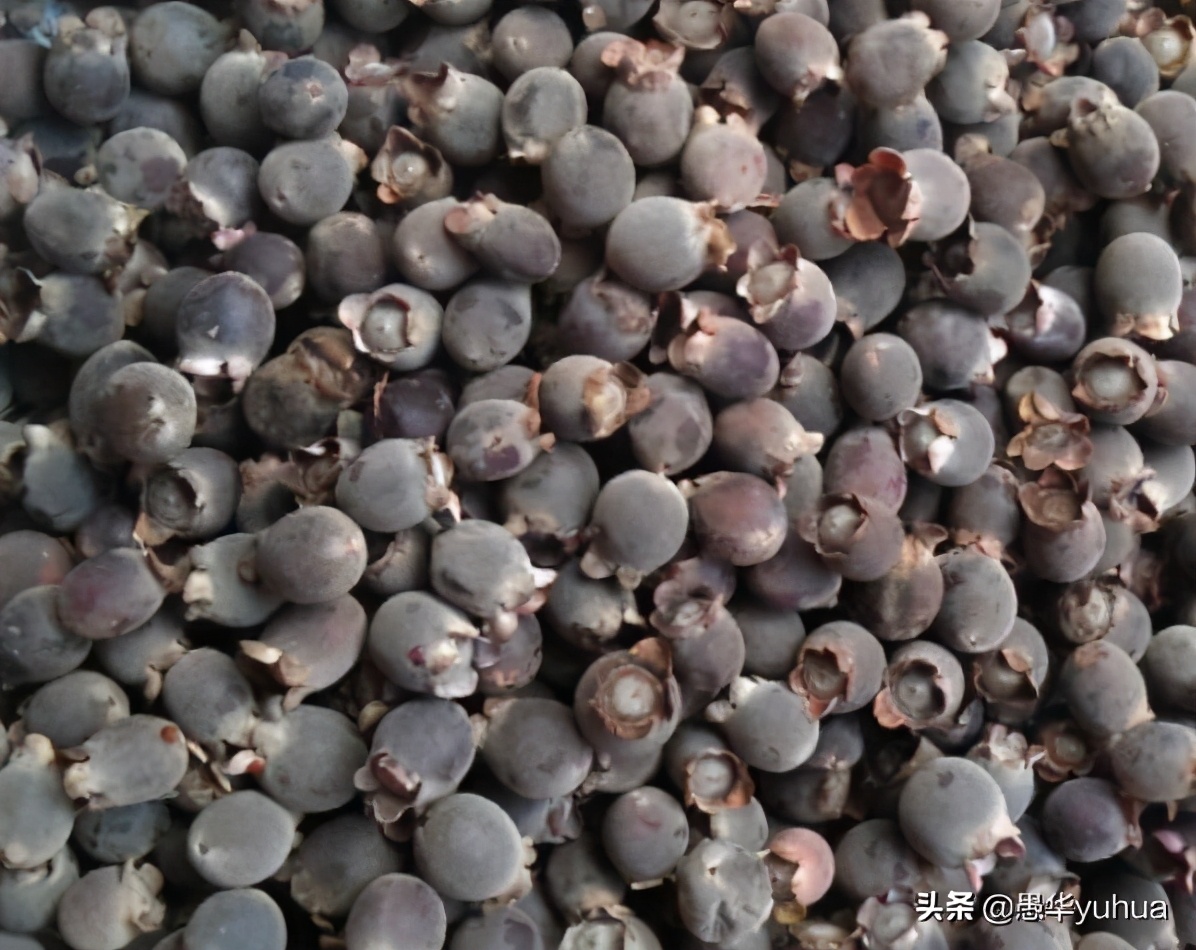 稔子酒的制作方法功效,广东制作稔子酒的泡法