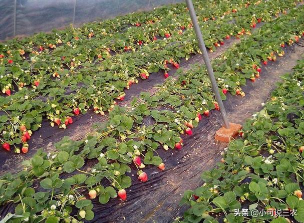 草莓的叶子为什么会弯,草莓的叶子变软怎么回事