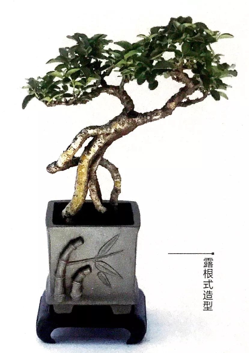 100种盆景造型欣赏,园林盆景微型盆景