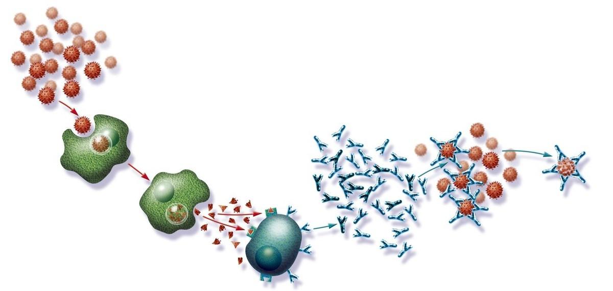 一年四季都过敏该咋办呢,免疫性过敏吃什么都过敏