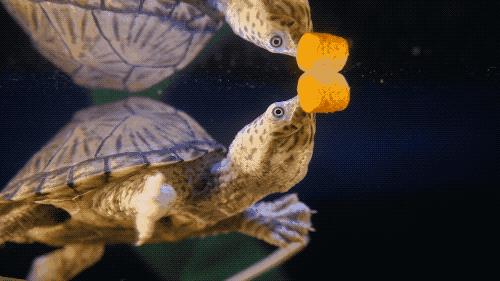 养剃刀龟新手一定要注意这几点,剃刀龟为什么不建议养了