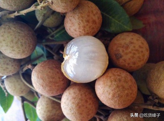 8月,爱吃龙眼的要当心,我也是刚刚才知道,看后记得告诉家里人