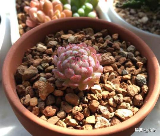 多肉夏天易腐品种,多肉黑霉什么样