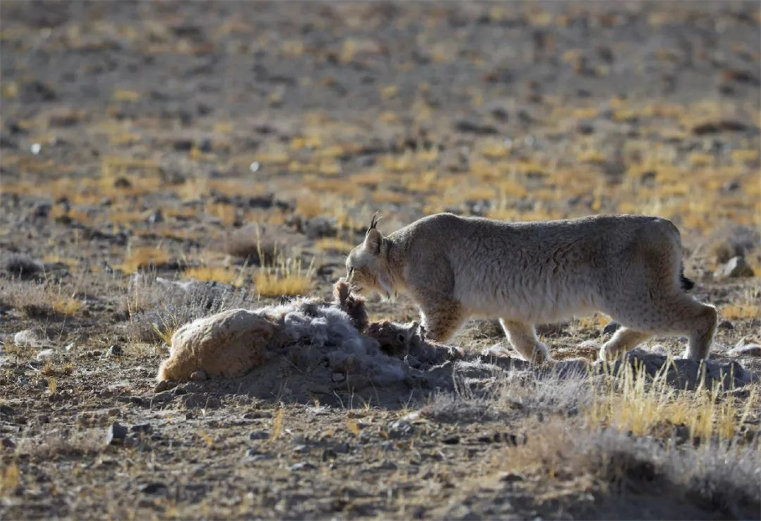 四川甘孜发现2只小雪豹,猞猁捕捉兔子