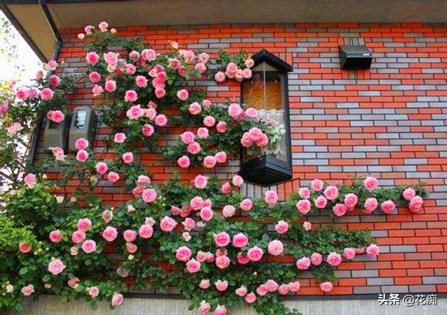 北方庭院耐寒十大爬藤快的花卉,四季常绿耐寒庭院爬藤花卉图片