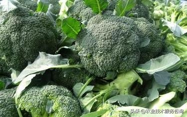 一年四季阳台可以种植的蔬菜,阳台蔬菜品种有哪些