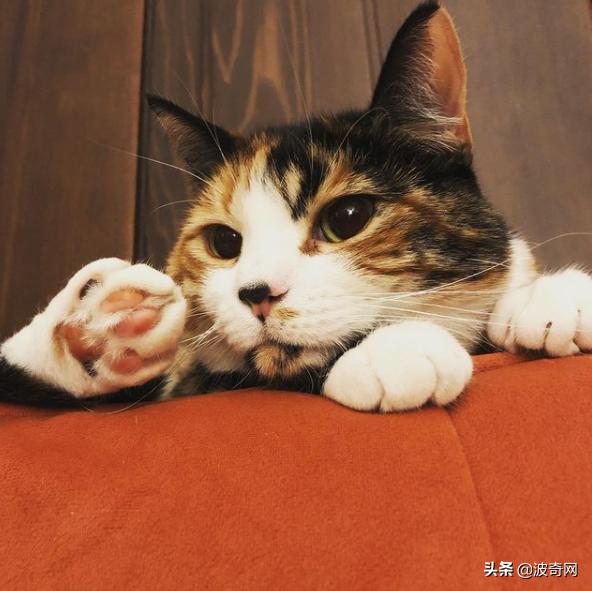 猫咪脸型体型怎么看,耳朵轮廓能看出猫咪的性格嘛