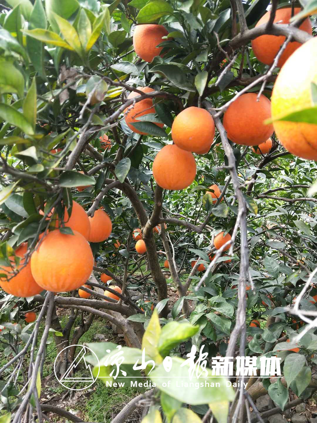 雷波脐橙品质认证,雷波脐橙现状如何