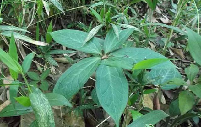 竹林里的野草如何清除,最近竹林发现的野草