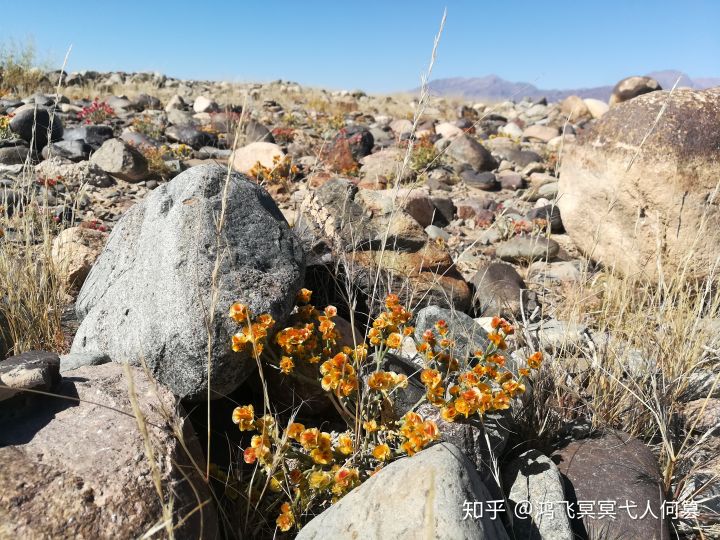 哈密戈壁之花图片,戈壁之花