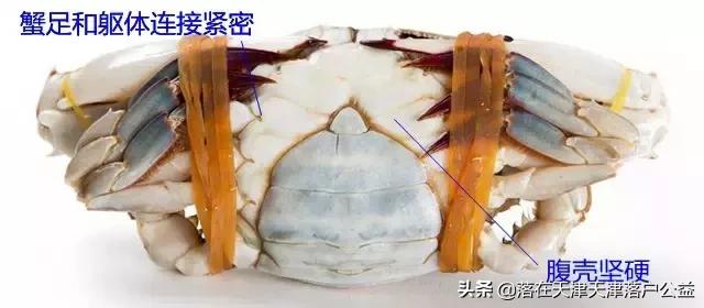 开海了怎么选海鲜,开海了囤点什么海鲜合适