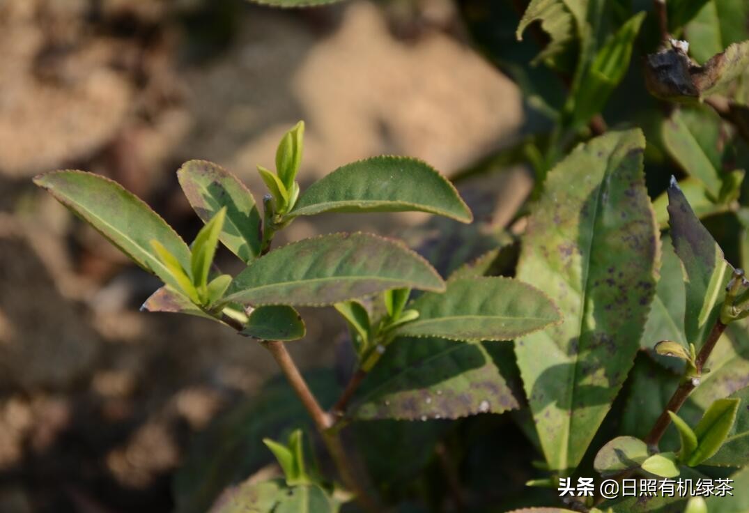 2021年日照绿茶春茶现状解读！这是高纬度茶的必然