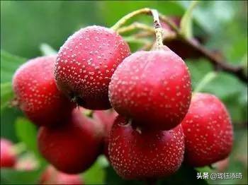 全国各地的特色产品,各省市的特色