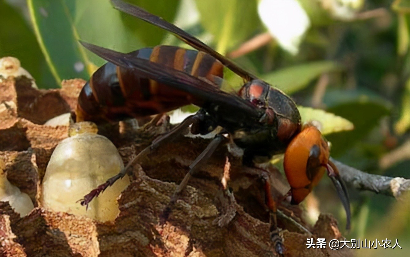 马蜂被蜇死亡,摘马蜂窝挂树上24小时殒命